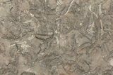 Ordovician Trilobite Mortality Plate (Pos/Neg) - Morocco #267479-4